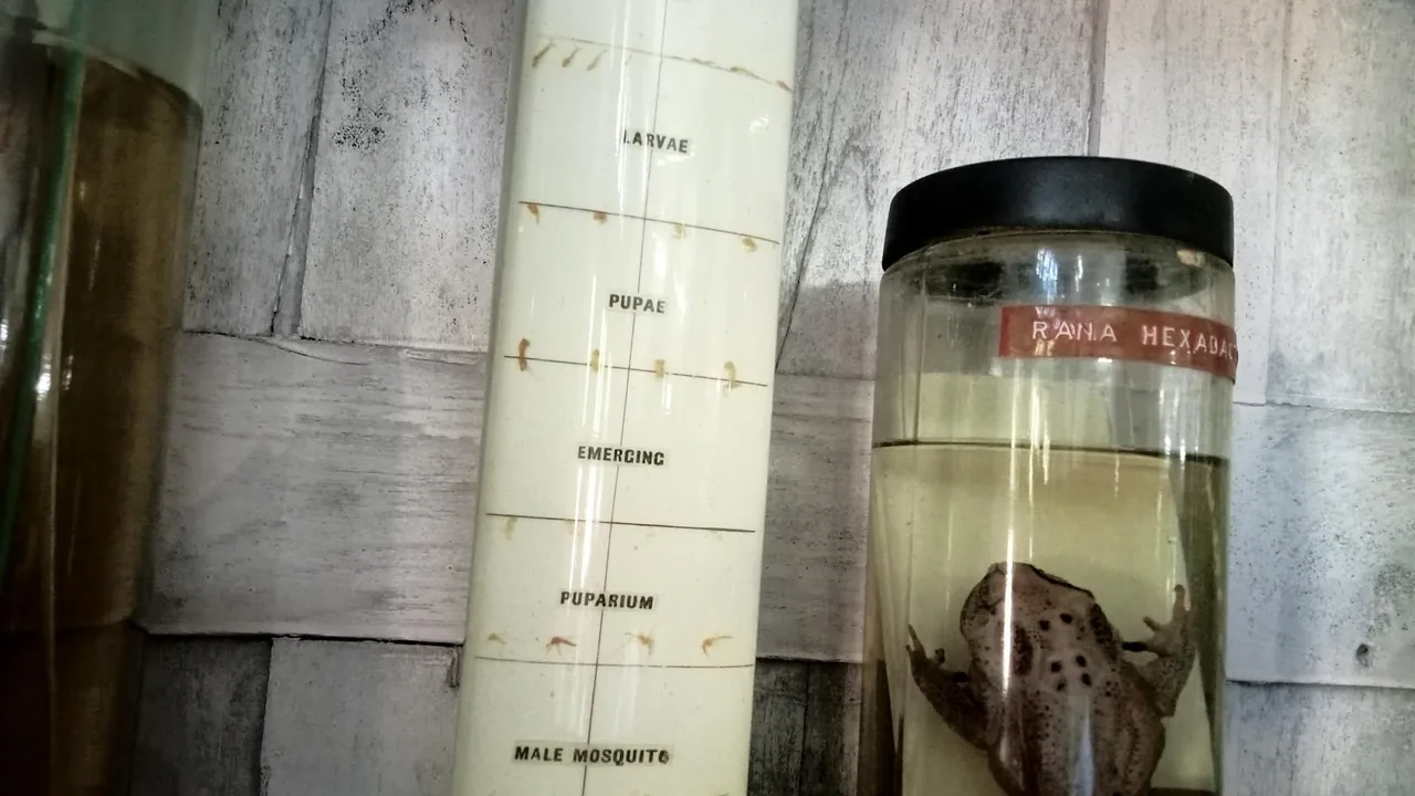 Espécime preservado de uma rã em um frasco, ao lado de uma prancha de laboratório
